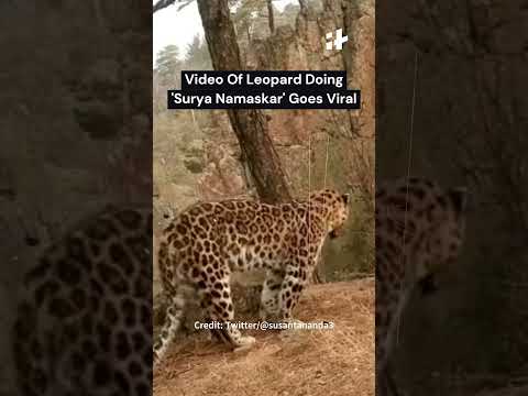 Leopard performs Surya Namaskar, IFS officer Susanta Nanda shares video