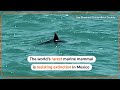 Threatened Mexico vaquita porpoise resists extinction - 01:06 min - News - Video
