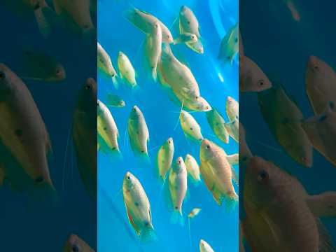 Gourami Fishes