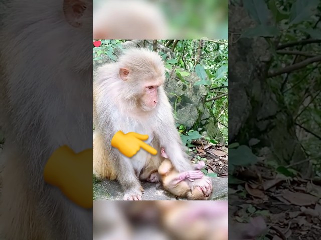قرد صغير يتعرّض للضرب من أمه... 💔🐵