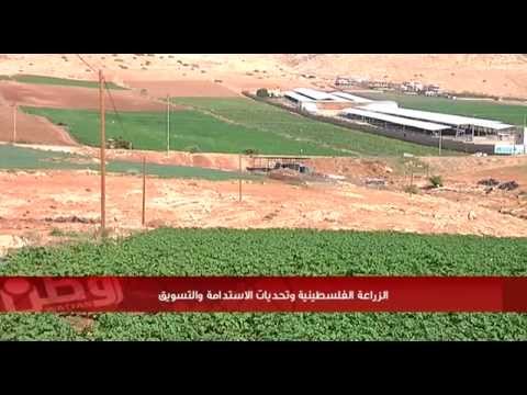 منتوجات المستوطنات وضعف الدعم الحكومي "يهددان" مستقبل الزراعة الفلسطينية