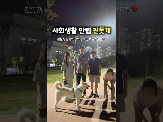 진돗개가 눈치 백단인 이유 (강아지 사회생활)