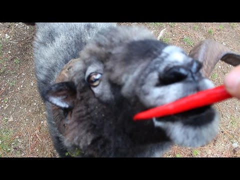 big horn sheep vs toyota 4runner #1