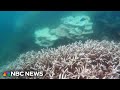 Australias Great Barrier Reef has been hit by a major coral bleaching event