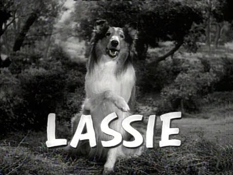Lassie'