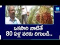 ఒకసారి నాటితే 80 ఏళ్ల వరకు దిగుబడి.. | Dates Farming In Telugu | Ramayampet | Medak | @SakshiTV