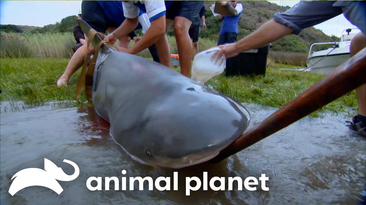 Jeremy Faces a Brutal Shark in Shallow Waters! | River Monsters | Animal Planet