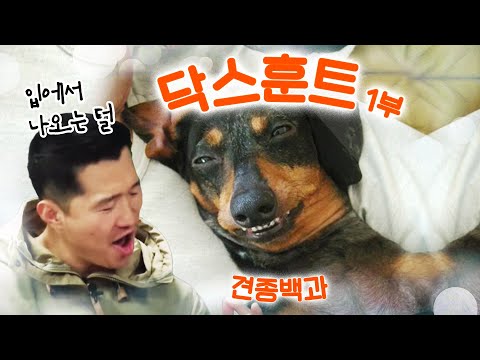 닥스훈트 편 1부|강형욱의 견종백과