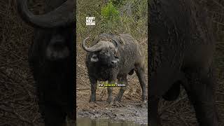 Buffalo Finally Gets Relief from Giant Parasites! 🐃🐦  #wildlife #wildlifeentertainment #mammals