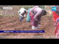 జోరుగా నకిలీ విత్తనాల దందా | Huge Fake Seeds Selling In Palamuru District | @SakshiTV  - 03:21 min - News - Video