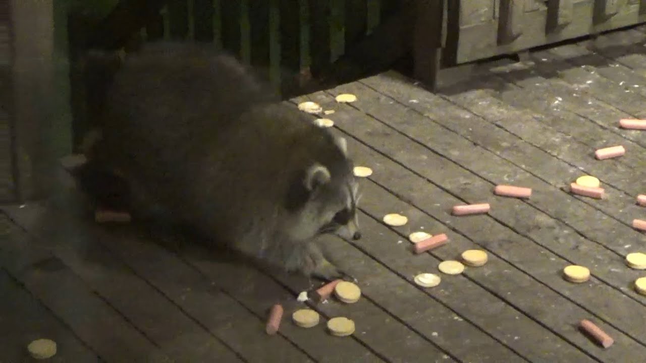 Thursday slow night at the Diner