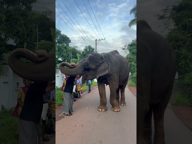 പാപ്പാനില്ല