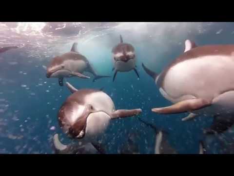 Sonic Sea'