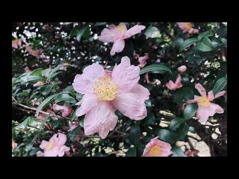 キクチリョウタのゲリラ弾き語り配信
