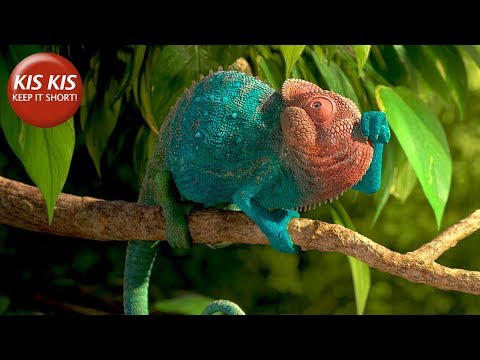 Our Wonderful Nature - The Common Chameleon'