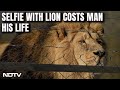 Tirupati Lion Attack | Drunk Man Enters Lions Enclosure In Tirupati Zoo For Selfie. Mauled To Death