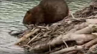 How Do Beavers Build A Dam | BBC