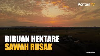 Banjir Rusak Ribuan Hektare Sawah, Kementan Siapkan Bantuan Benih dan Asuransi Petani