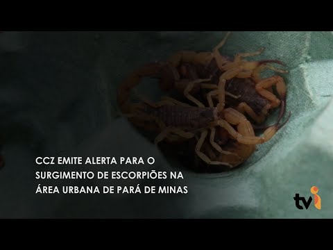 Vídeo: CCZ emite alerta para o surgimento de escorpiões na área urbana de Pará de Minas