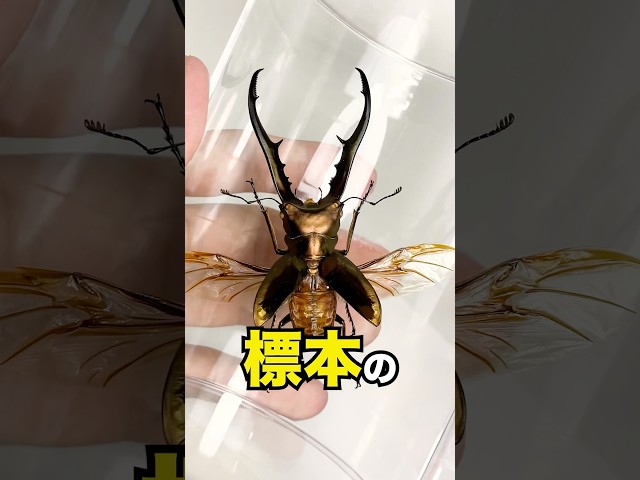 羽を開いた標本の作り方 #クワガタ