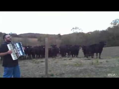 Коровам нравится аккордеон