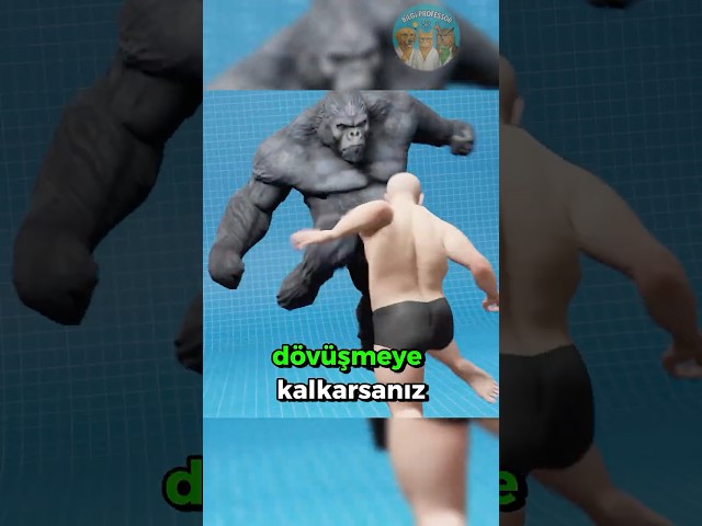 Sakın Gorille Dövüşmeyin! 🦍👊🚫