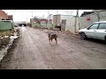 Я гоняюсь за собакой (тест видеосъёмки смартфоном Asus Fonepad Note 6)