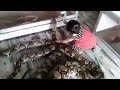Viral Video : Small girl giving bath to giant python