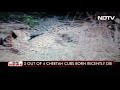 2 more Cheetah Cubs Die In Madhya Pradeshs Kuno National Park  - 02:04 min - News - Video