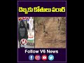 దెబ్బకు కోతులు పరార్ | Man Dressed As Gorilla To Get Flee From Monkeys | V6News  - 00:57 min - News - Video