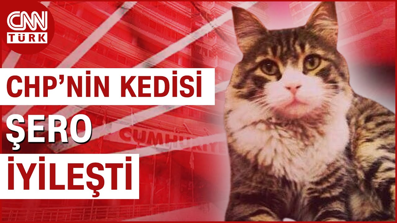 3 Genel Başkan Gördü, Yaklaşık 20 Yıldır Genel Merkezde! CHP'nin Kedisi Şero İyileşti #Haber