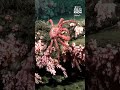 Scientists discover thriving coral reefs off the coast of Uruguay
