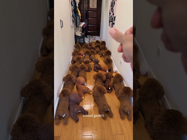 O cachorro se esconde na hora do banho!