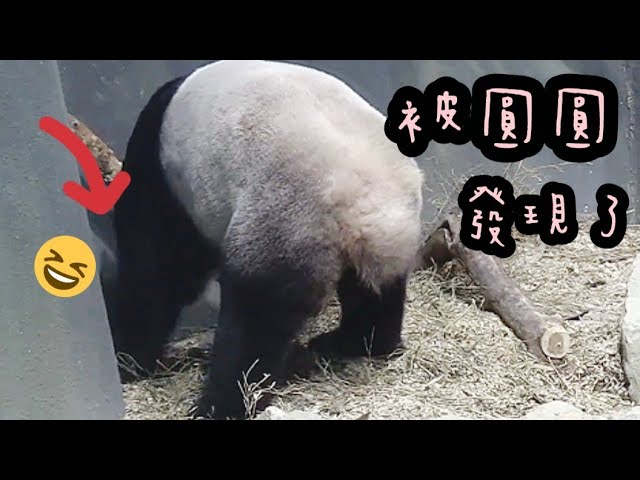 前兩天圓仔角落挖沙，圓圓來到角落檢查|熊貓貓熊The Giant Panda Yuan Yuan and Yuan Bao|台北市立動物園