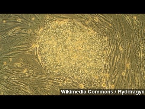 Newsy Science