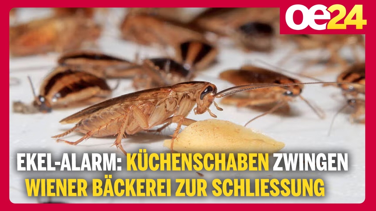Ekel-Alarm: Küchenschaben zwingen Wiener Bäckerei zur Schließung