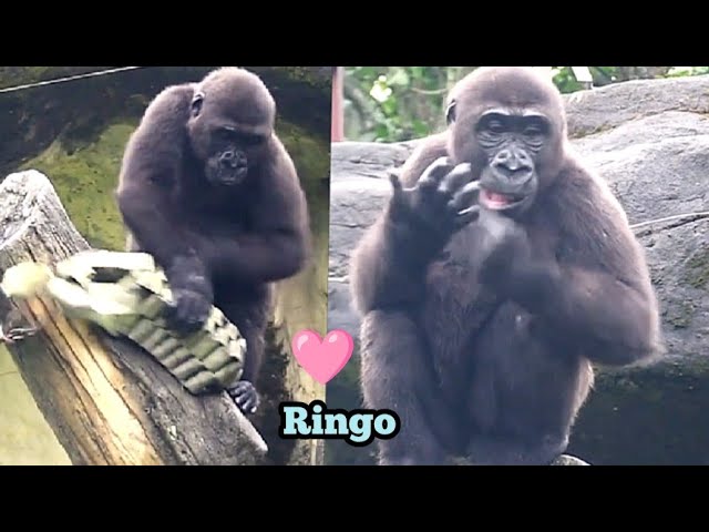 Ringo Looks for Food While Being Adorably Cute—Irresistible!林戈邊找食物邊賣萌，萌到讓人受不了！😋💕