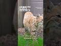 Blob the bobcat finds home at UK sanctuary