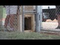 The Lucky 9 - Baboon Rescue
