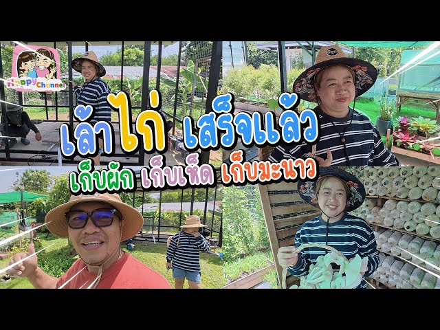 เล้าไก่เสร็จแล้ว เตรียมตัวเอาไก่มาเลี้ยง บ้านสวน EP38  Happy Channel