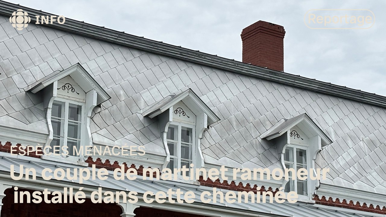 Des martinets ramoneurs, un oiseau en menacé, retardent des travaux de rénovation