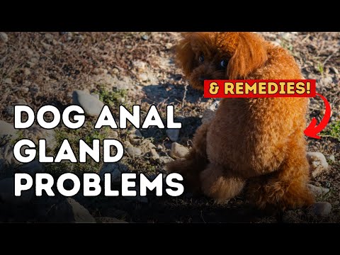 Dog Anal Gland Problems - YouTube