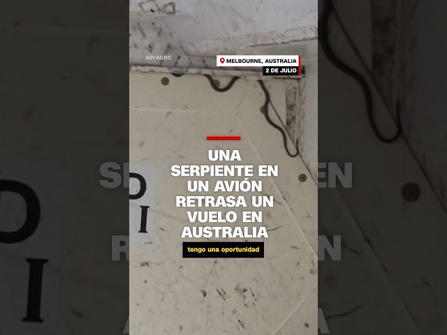 Serpiente en un avión retrasa un vuelo en Australia