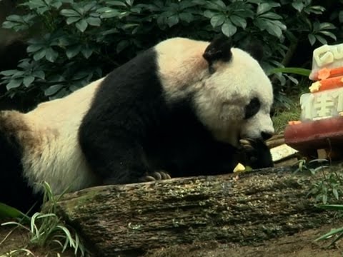 Најстарата панда во светот го прослави својот 37-ми роденден и постави нов Гинисов рекорд