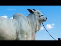 Meet Viatina-19, the worlds most expensive cow worth $4.2 million - 01:23 min - News - Video