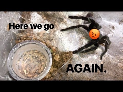 WATERING my TARANTULAS