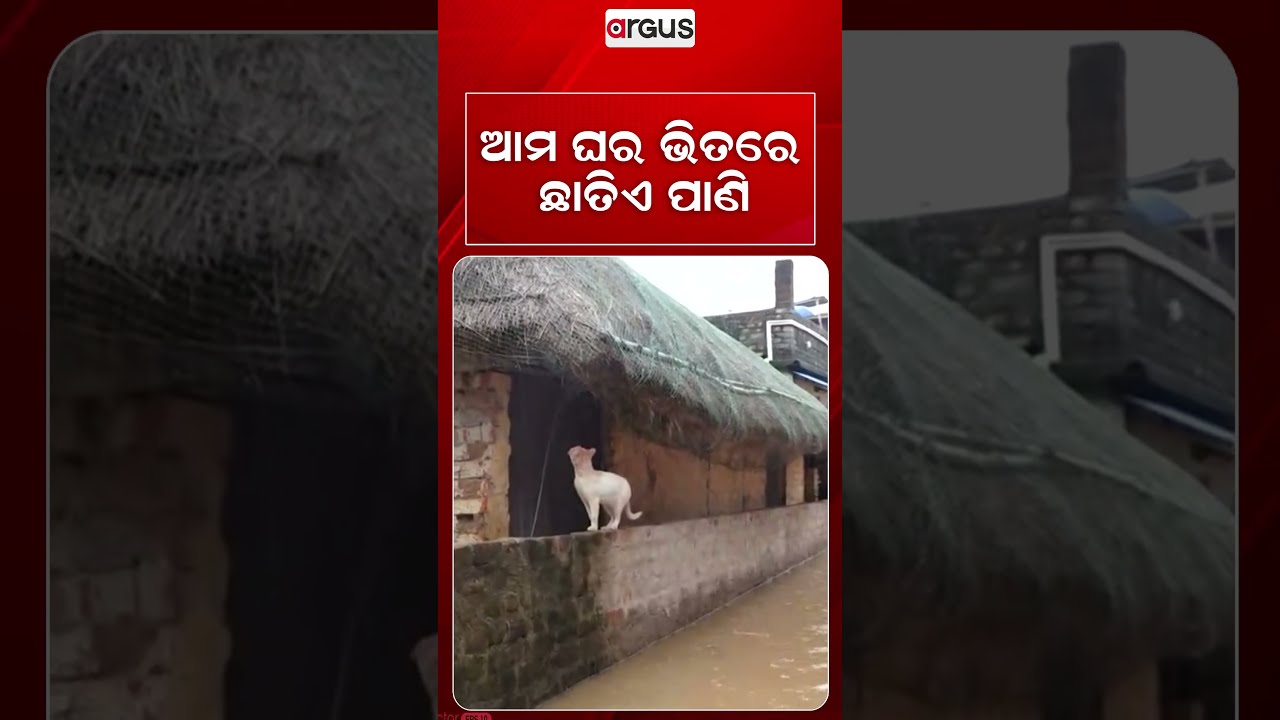 ଆମ ଘର ଭିତରେ ଛାତିଏ ପାଣି | Flood News | Odisha Flood | Flood Alret | Argus News