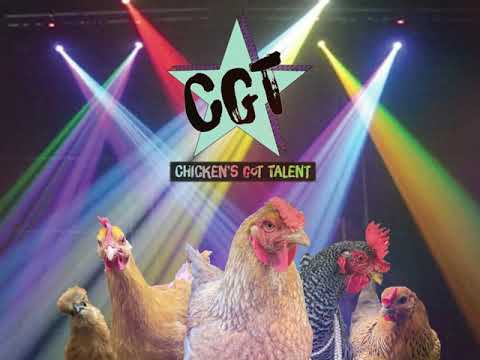 Chicken talent show (short compilation), 2021 "Chickens Got Talent" - more online at Chickens.org