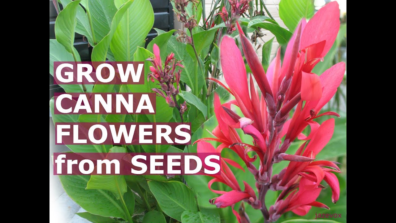Growing Canna Tropical Flowers How To Grow Calla Lily
