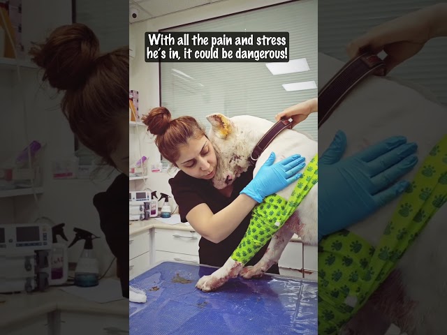 Vet Risks It All to Earn Trust of Injured Dog